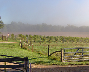 Westphalia Vineyards